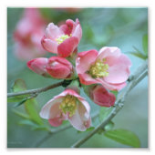 Apple Blossom #P0356 Foto (Vorne)