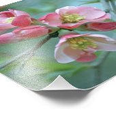 Apple Blossom #P0356 Foto (Ecke)