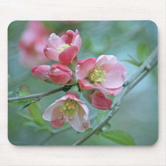 Apple Blossom #P0356 Mousepad (Vorne)