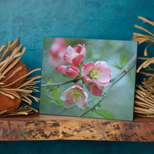 Apple Blossom #P0356 Plaque Fotoplatte (Seite)