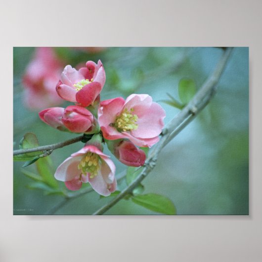 Apple Blossom #P0356 Poster (Vorne)