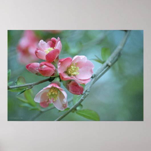 Apple Blossom #P0356 Poster (Vorne)