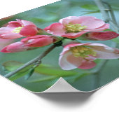 Apple Blossom #P0356 Poster (Ecke)