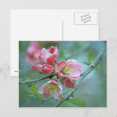 Apple Blossom #P0356 Postkarte (Vorne/Hinten)