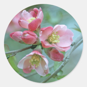 Apple Blossom #P0356 Sticker