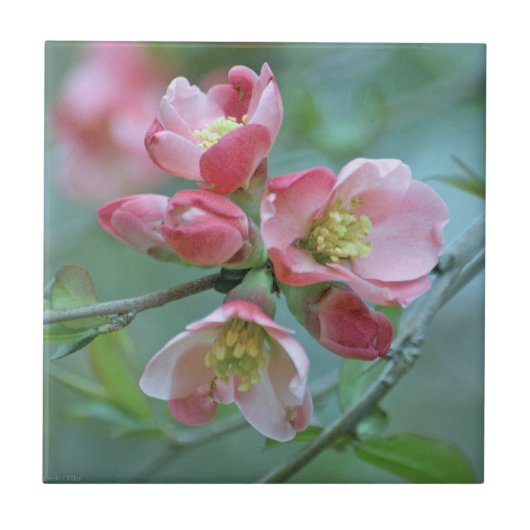 Apple Blossom #P0356 Tile Fliese (Vorderseite)