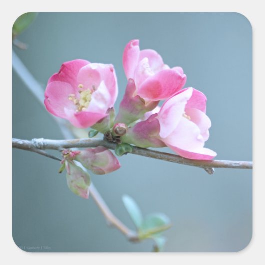 Apple Blossom #P0358 Aufkleber (Vorderseite)