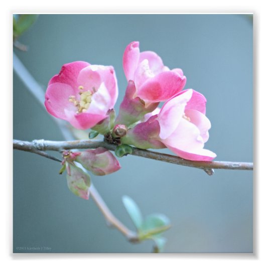 Apple Blossom #P0358 Foto (Vorne)