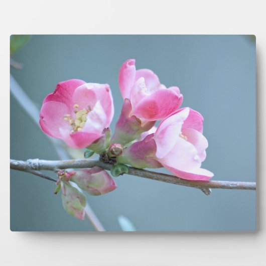 Apple Blossom #P0358 Plaque Fotoplatte (Vorderseite)