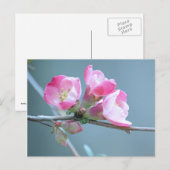 Apple Blossom #P0358 Postkarte (Vorne/Hinten)
