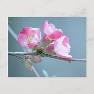 Apple Blossom #P0358 Postkarte