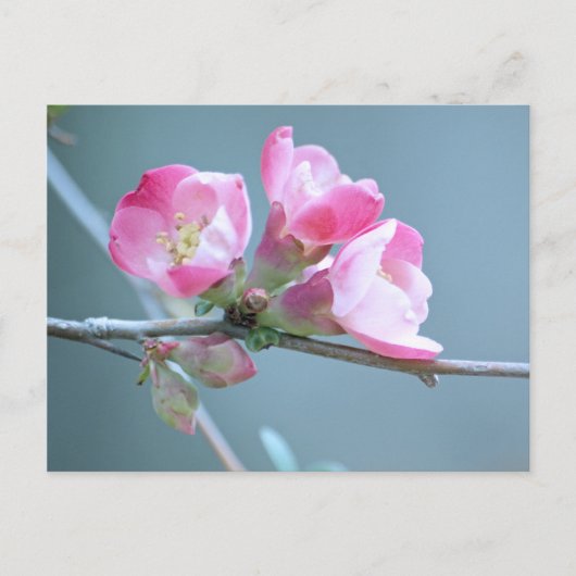 Apple Blossom #P0358 Postkarte (Vorderseite)