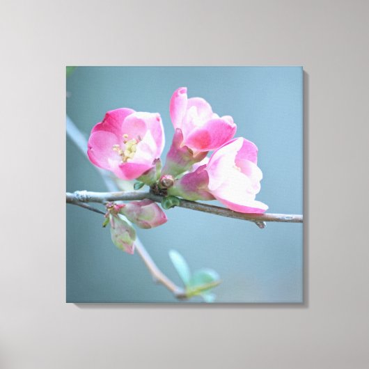 Apple Blossom #P0358 Wrapped Canvas Leinwanddruck (Vorderseite)