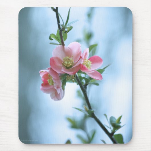 Apple Blossom #P0365 Mousepad (Vorne)