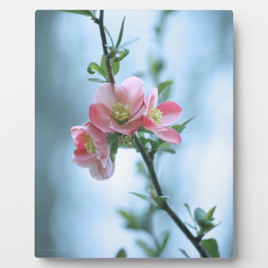 Apple Blossom #P0365 Plaque Fotoplatte (Vorderseite)