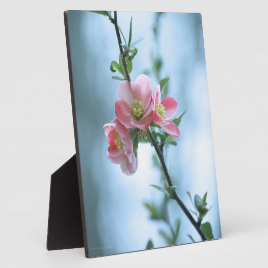 Apple Blossom #P0365 Plaque Fotoplatte (Seite)
