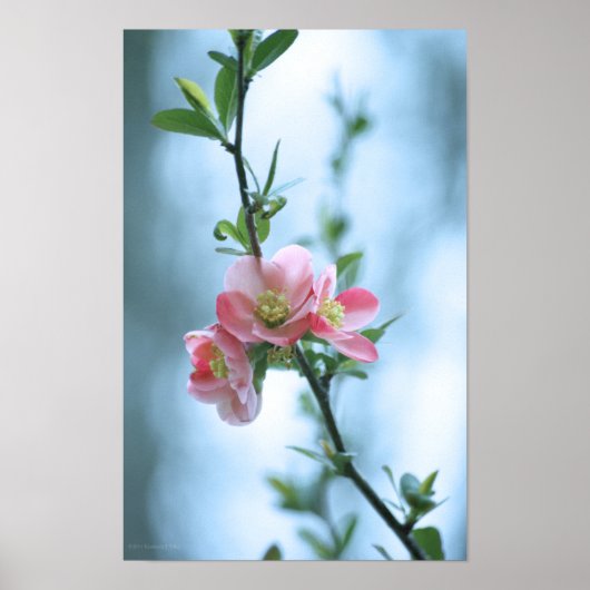 Apple Blossom #P0365 Poster (Vorne)