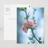 Apple Blossom #P0365 Postkarte (Vorne/Hinten)