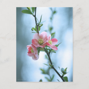 Apple Blossom #P0365 Postkarte