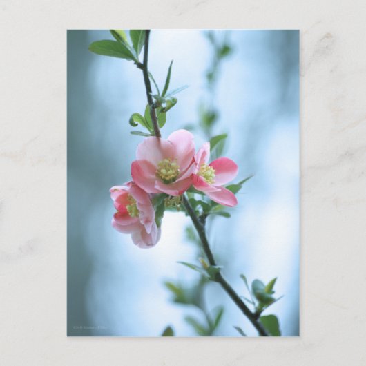 Apple Blossom #P0365 Postkarte (Vorderseite)