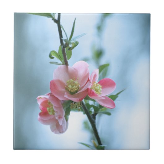 Apple Blossom #P0365 Tile Fliese (Vorderseite)