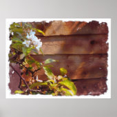 Apple Blossom Poster (Vorne)
