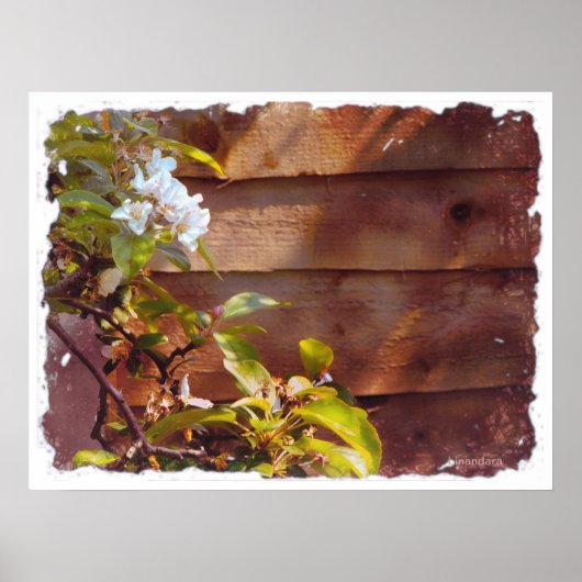 Apple Blossom Poster (Vorne)