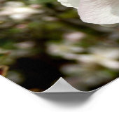 Apple Blossom Poster (Ecke)