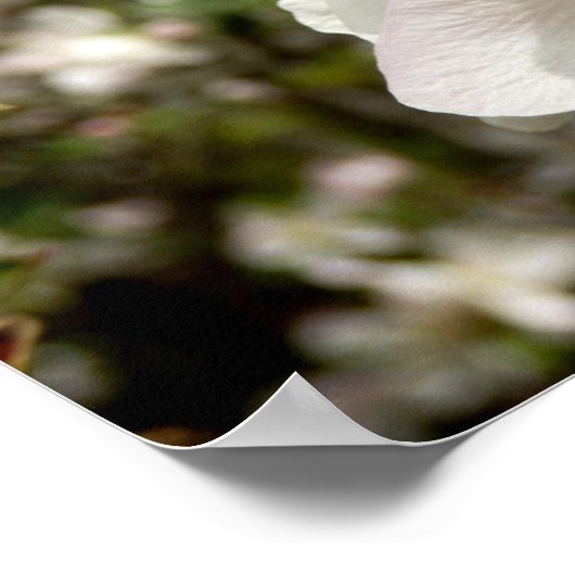 Apple Blossom Poster (Ecke)