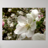 Apple Blossom Poster (Vorne)