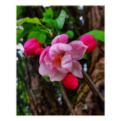 APPLE BLOSSOM POSTER (Vorderseite)