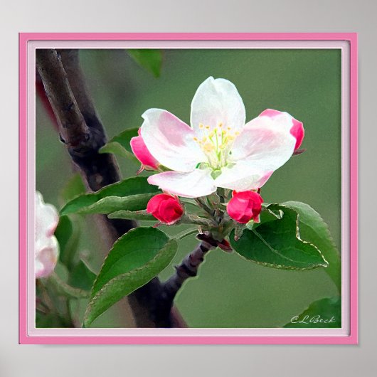 Apple Blossom Poster; Aquarellfarbe beeindruckend Poster (Vorne)