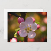 Apple Blossom Postkarte (Vorne/Hinten)