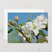 Apple Blossom Postkarte (Vorne/Hinten)