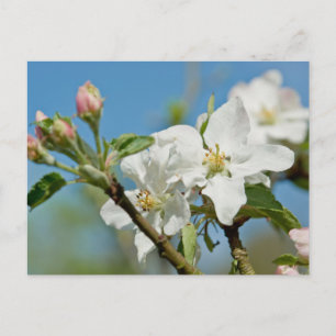 Apple Blossom Postkarte