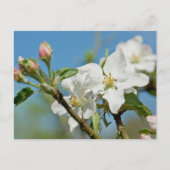 Apple Blossom Postkarte (Vorderseite)