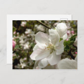 Apple Blossom Postkarte (Vorne/Hinten)