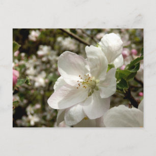 Apple Blossom Postkarte