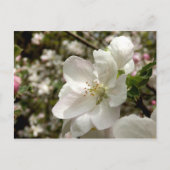 Apple Blossom Postkarte (Vorderseite)
