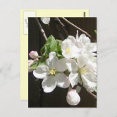 Apple Blossom Postkarte (Vorne/Hinten)