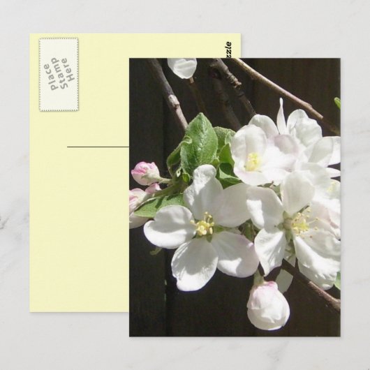 Apple Blossom Postkarte (Vorne/Hinten)
