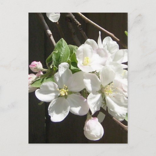 Apple Blossom Postkarte (Vorderseite)