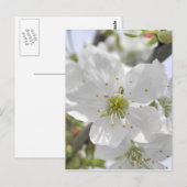 Apple Blossom Postkarte (Vorne/Hinten)
