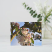 Apple Blossom Postkarte (Stehend Vorderseite)
