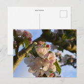 Apple Blossom Postkarte (Vorne/Hinten)