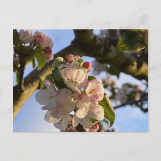 Apple Blossom Postkarte (Vorderseite)