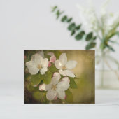Apple Blossom Postkarte (Stehend Vorderseite)
