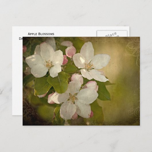 Apple Blossom Postkarte (Vorne/Hinten)