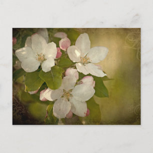 Apple Blossom Postkarte