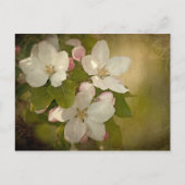 Apple Blossom Postkarte (Vorderseite)
